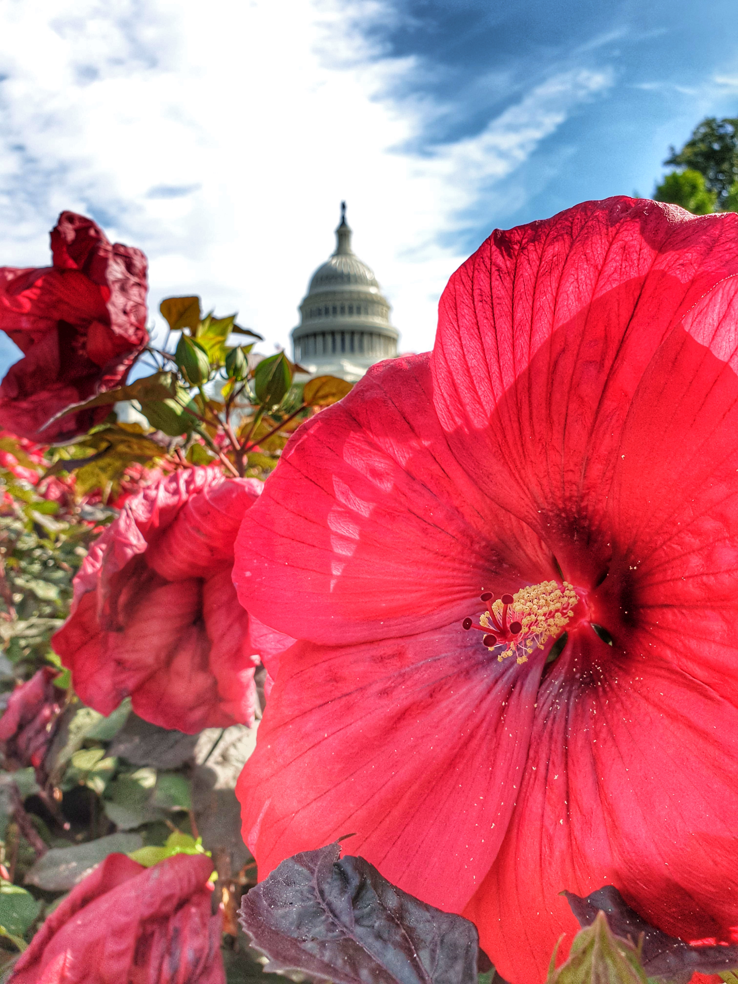 Capitol kwiat