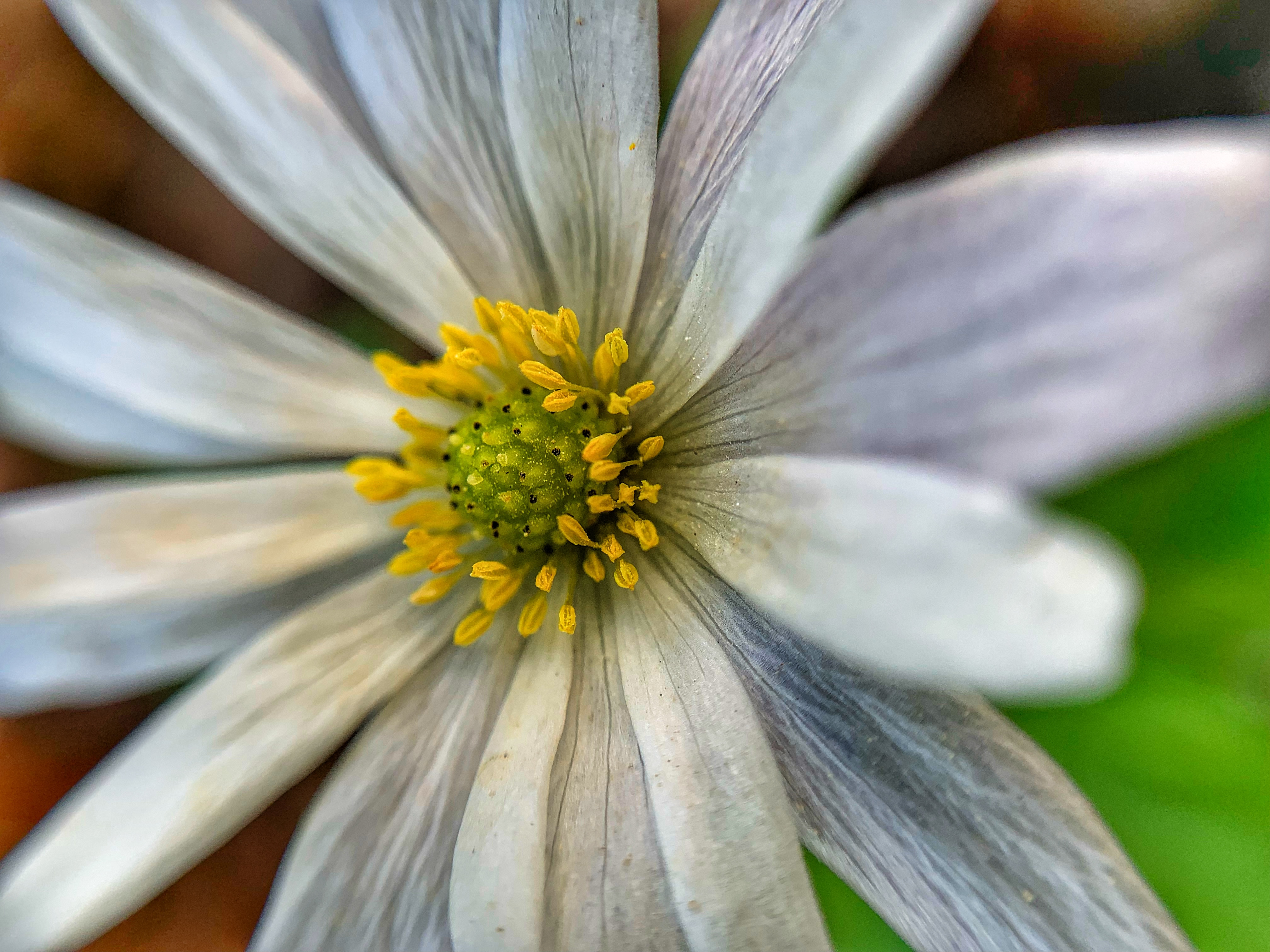 Zawilec mobile macro