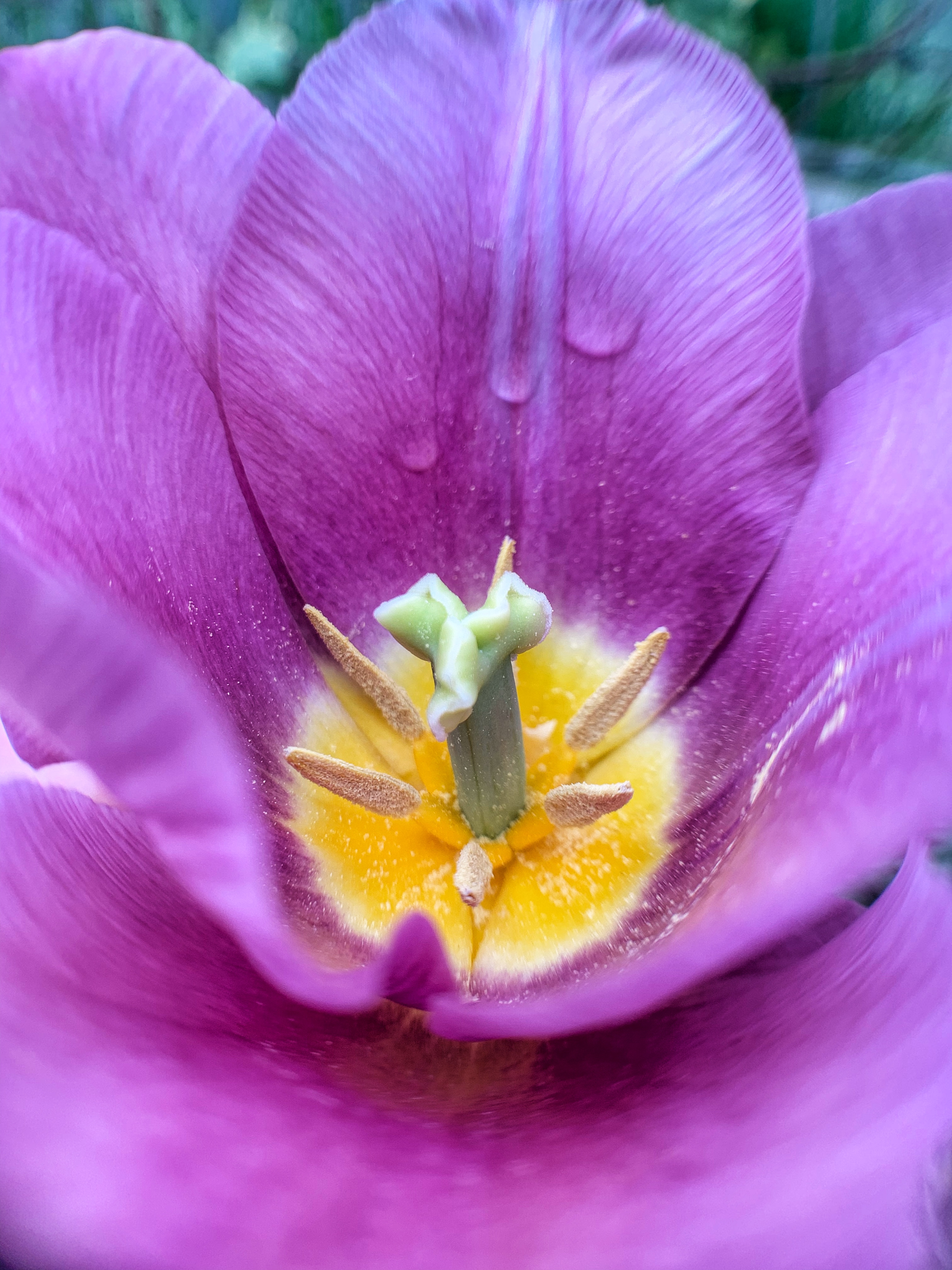 Tulipan mobile macro