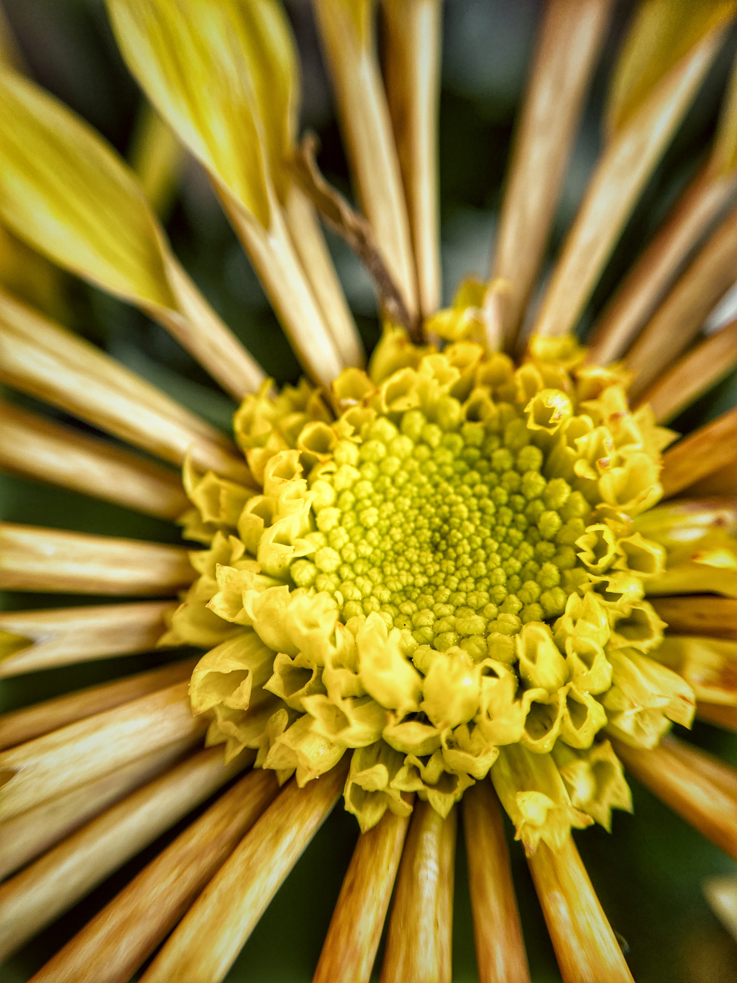 aster, kwiatek